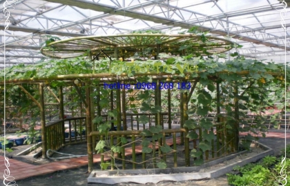 Tre làm giàn hoa 01